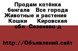 Продам котёнка бенгала - Все города Животные и растения » Кошки   . Кировская обл.,Сезенево д.